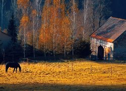 Konie, Pastwisko, Szopa, Drzewa