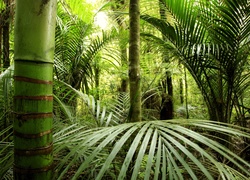 Las, Bambus, Roślinność