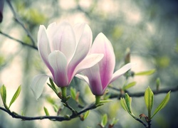 Magnolia, Różowy, Kwiat