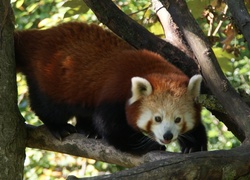 Panda, Czerwona, Konary, Pandka ruda