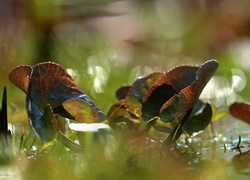 Liście, Bokeh