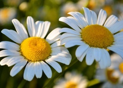 Kwiaty, Margerytki