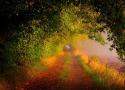 Droga, Drzewa, Pole, Światło, Mgła, Poranek, Jesień