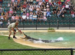 Steve, Irwin, Łowca, Krokodyli, Pokazy, Ludzie, ZOO, Australia