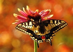 Motyl, Paź, Królowej, Gerbera