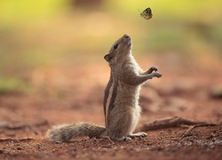 Wiewiórka, Chipmunk, Motylek