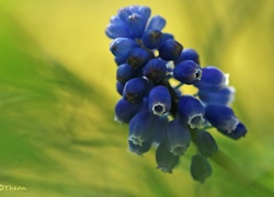 Szafirek, Niebieski, Kwiat