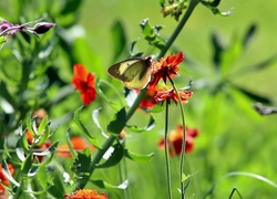 Kwiaty, Motyl, Rozmycie