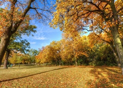 Park, Jesień, Drzewa