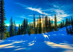 Zima, Śnieg, Zachód, Słońca, Drzewa