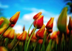 Tulipany, Niebo