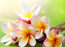 Plumeria