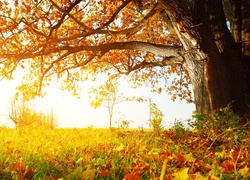 Jesień, Łąka, Drzewo, Trawa, Liście