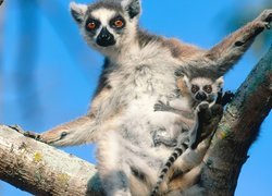 Lemur, Z, Młodym