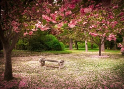 Park, Ławki, Kwitnące, Drzewa, Wiosna