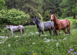 Konie, Łąka, Kwiaty, Las, HDR