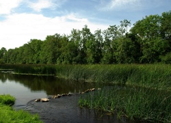 Drzewa, Rzeka, Łąka