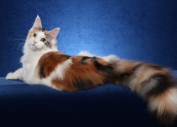 Piękny, Kot, Maine, Coon, Puszysty, Ogon