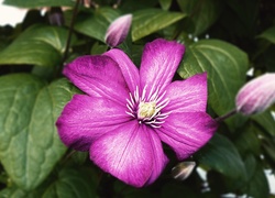 Kwiaty, Różowy, Clematis