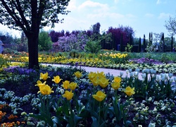 Ogród, Kwitnące, Drzewa, Tulipany, Alejka