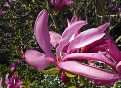 Kwiat, Magnolia, Makro