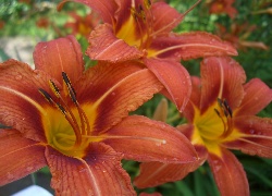 Liliowce, Kwiaty