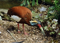 Ibis, Madagaskarski, Roślinność