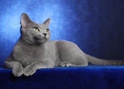 Kotek, Rosyjski Niebieski