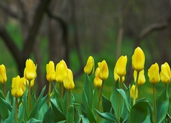 Żółte, Tulipany