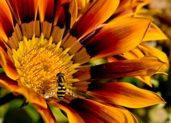 Kwiatek, Gazania, Pszczoła