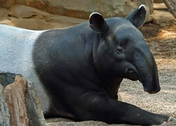 Tapir