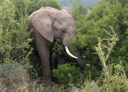 Słoń, Drzewa