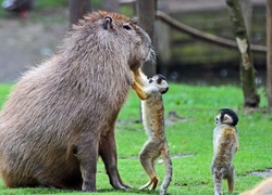 Kapibara, Małpy