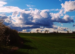 Krzewy, Pole, Chmury, Niebo