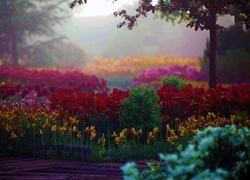 Kolorowe, Tulipany, Ogród
