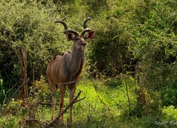 Kudu, Rośliny