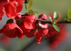 Pigwowiec Japoński, Krzew, Czerwone, Kwiaty