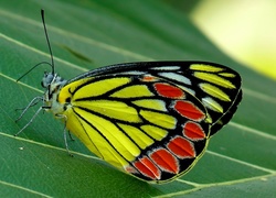 Kolorowy, Motyl, Liść