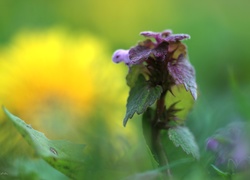 Wiosna,  Jasnota purpurowa