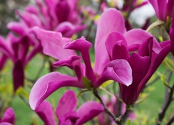 Purpurowa, Magnolia