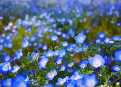 Niebieskie, Kwiatki, Heliotrop