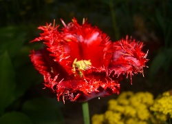Tulipan, Kwiat, Czerwony, Postrzępiony