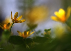 Ziarnopłon Wiosenny, Żółty, Kwiat, Wiosna