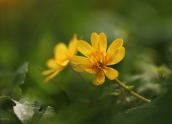 Ziarnopłon Wiosenny, Żółty, Kwiat, Wiosna