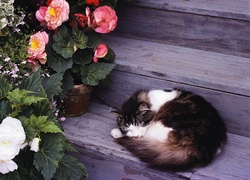 Śpiący, Kot, Schody, Kwiaty, Begonia