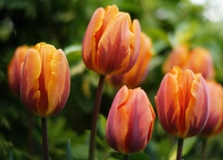 Tulipany