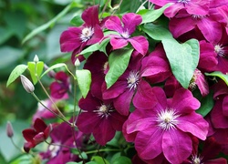 Bordowy, Clematis