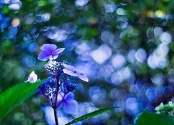 Niebieski, Kwiatek, Hortensja, Bokeh
