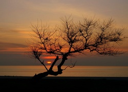 Morze, Zachód Słońca, Drzewo
