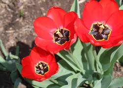 Trzy, Czerwone, Tulipany